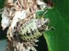 Pentatoma rufipes
